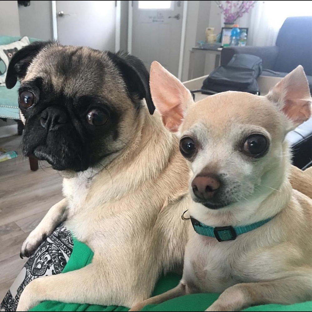 Meet your Posher, Amber